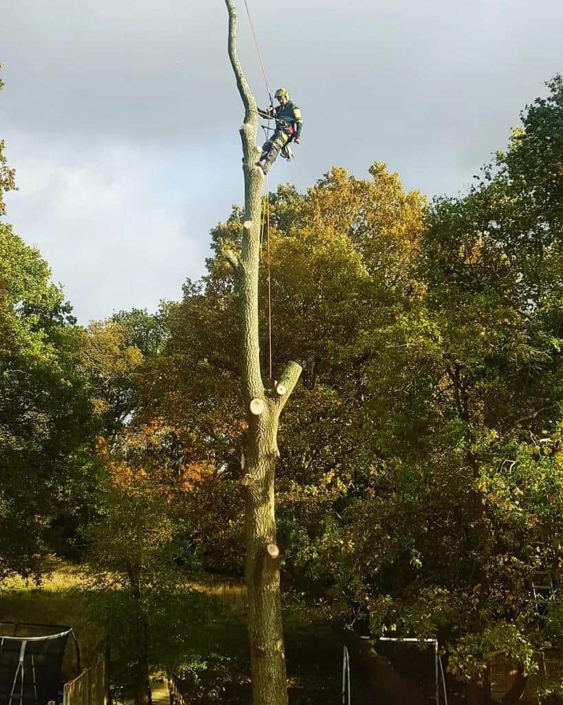 This is a photo of an operative from LM Tree Surgery Cowplain felling a tree. He is at the top of the tree with climbing gear attached about to remove the top section of the tree.