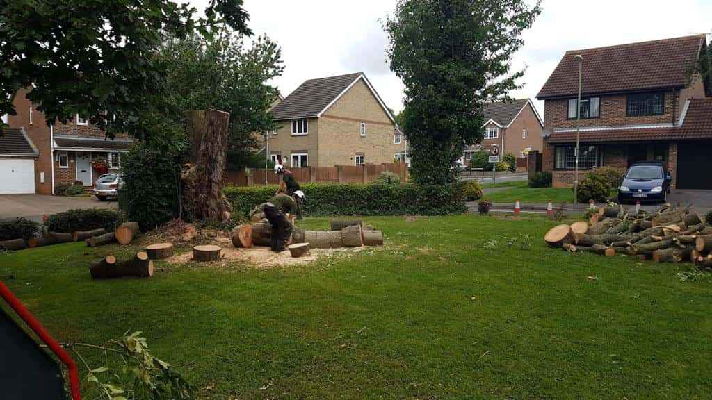 This is a photo of a tree that has been cut into sections on a communal area, and is now being removed from site. Works undertaken by LM Tree Surgery Cowplain