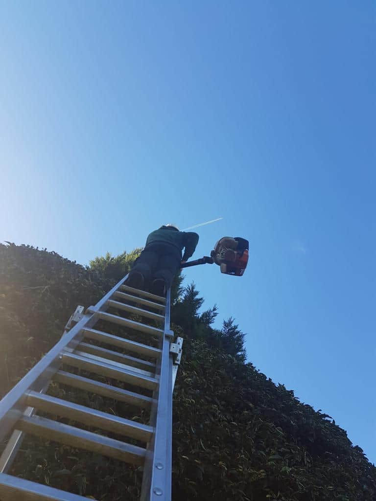 This is a photo of an operative from LM Tree Surgery Cowplain up a ladder rested on a hedge with a petrol strimmer.