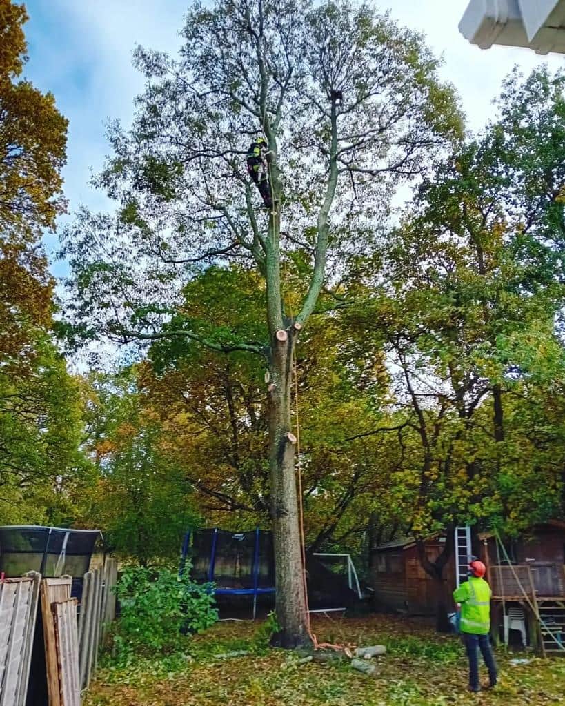 This is a photo of a tree being pruned, there is a man up the tree cutting a section of it down while another man is standing in the garden of the property where the tree is located overseeing the work. Works carried out by LM Tree Surgery Cowplain