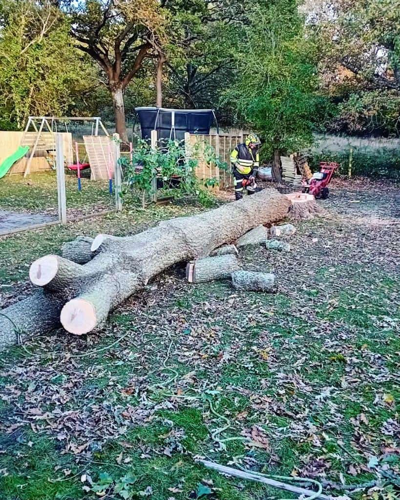 This is a tree laying on the ground of a garden that has just been felled by the operatives from LM Tree Surgery Cowplain