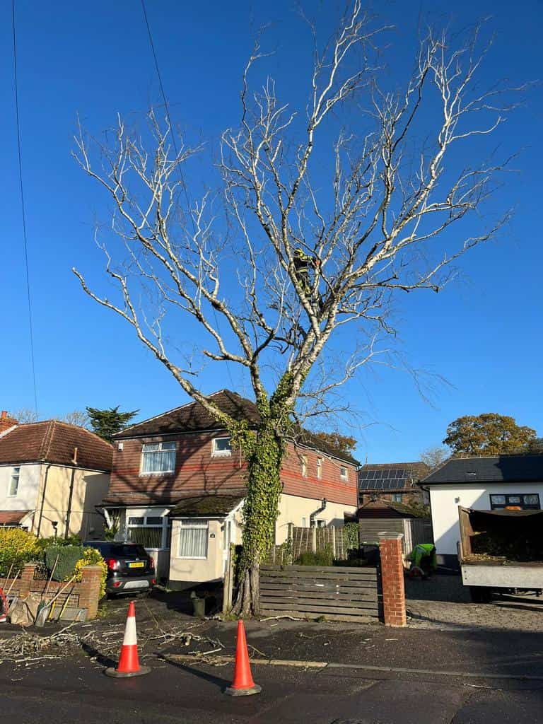 This is a photo of a tree on the pavement that is having limbs removed which are near to power lines. Works undertaken by LM Tree Surgery Cowplain