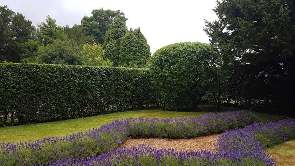 This is a photo of a garden hedge that has just been trimmed by LM Tree Surgery Cowplain